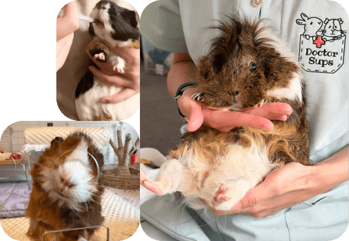 Our trusted veterinary partner