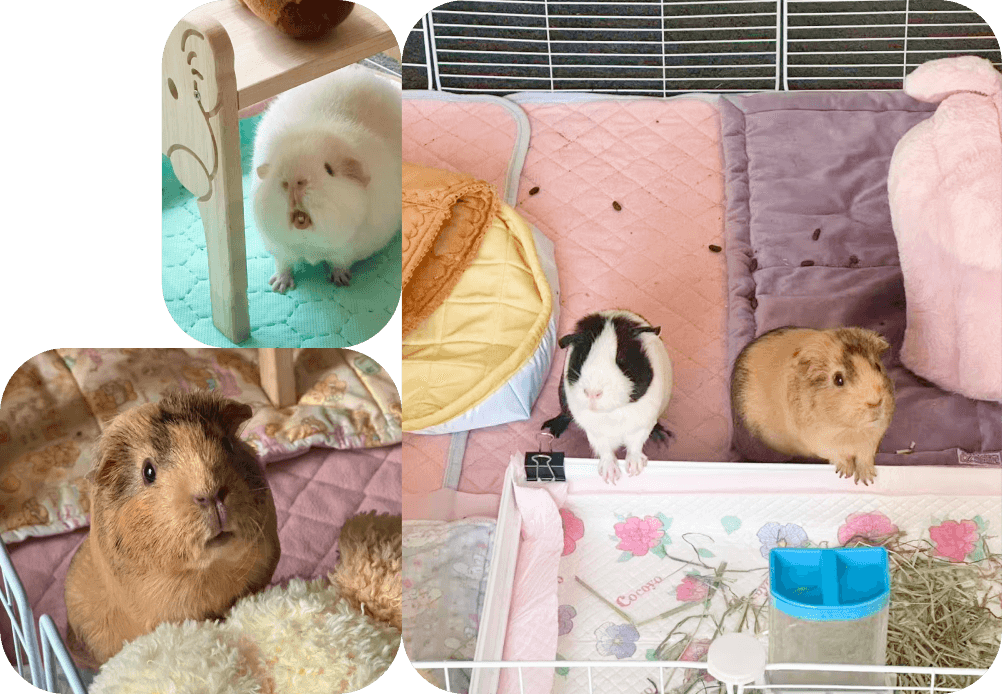 Guinea pig boarding